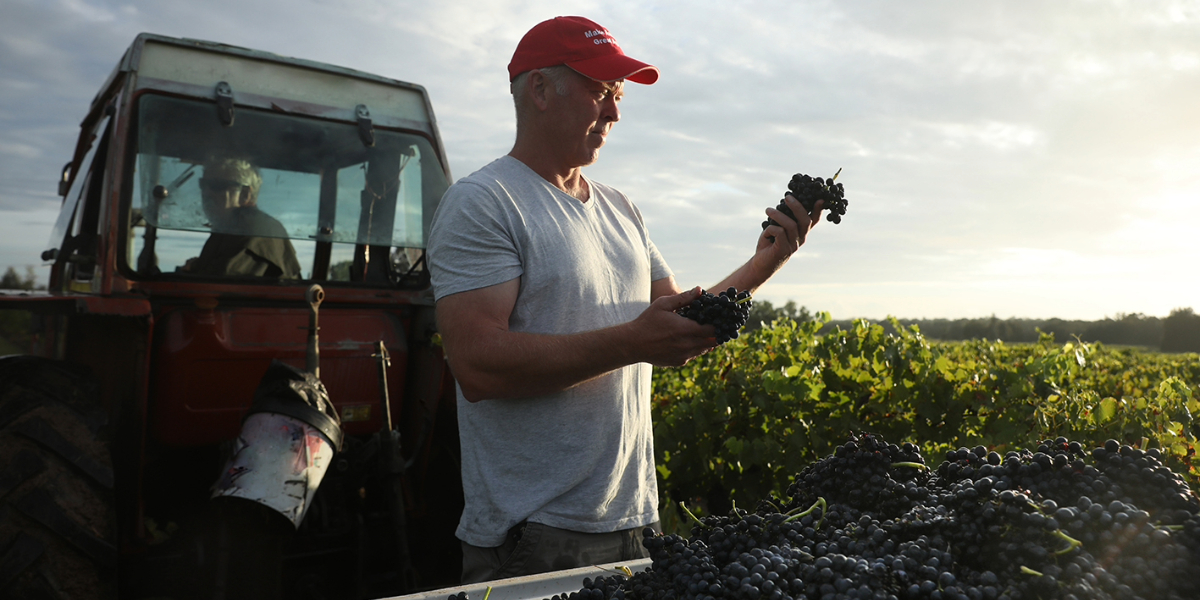 Thomas Wines